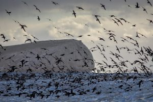 Letters to the Editor 2 'Shearwater Migration' by Duade Paton. Image taken near Hippolyte Rocks, Eaglehawk Neck.