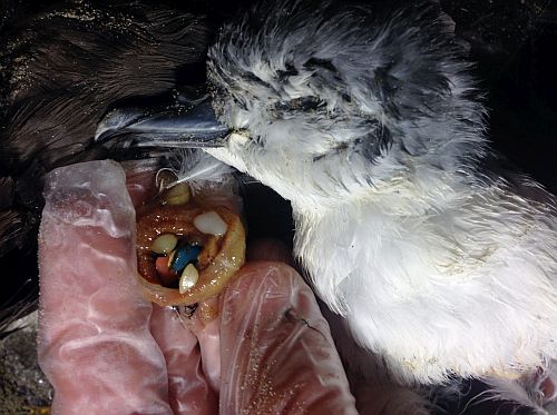 Study Links Plastic Ingestion and Dietary Metals in Seabirds 2 Study Links Plastic Ingestion and Dietary Metals in Seabirds 2