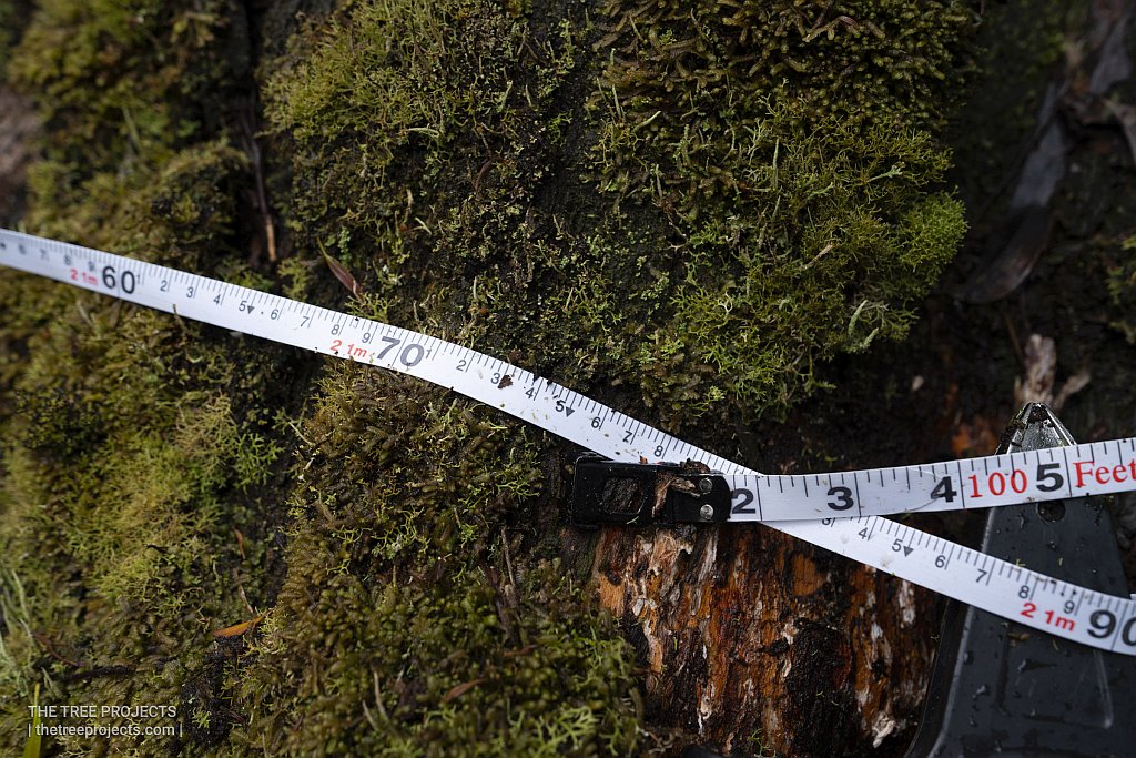 Tasmania’s Widest Tree Discovered in Area Proposed for Logging 4