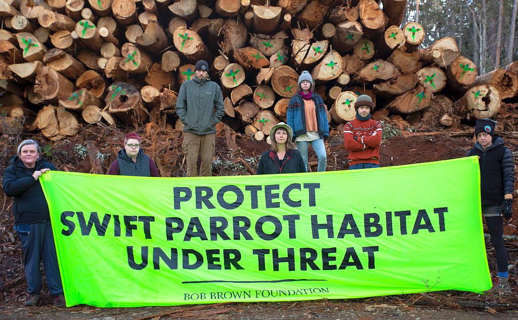NSW & Tasmanian Swift Parrot Habitat Logging Halted by Protests 7 NSW & Tasmanian Swift Parrot Habitat Logging Halted by Protests 7