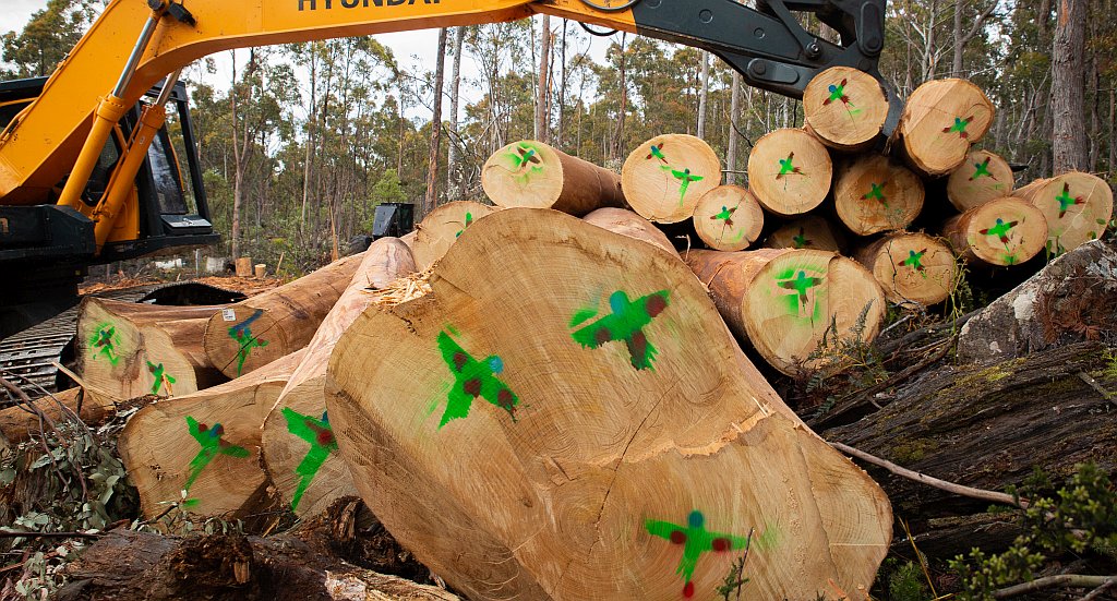 NSW & Tasmanian Swift Parrot Habitat Logging Halted by Protests 6 NSW & Tasmanian Swift Parrot Habitat Logging Halted by Protests 6
