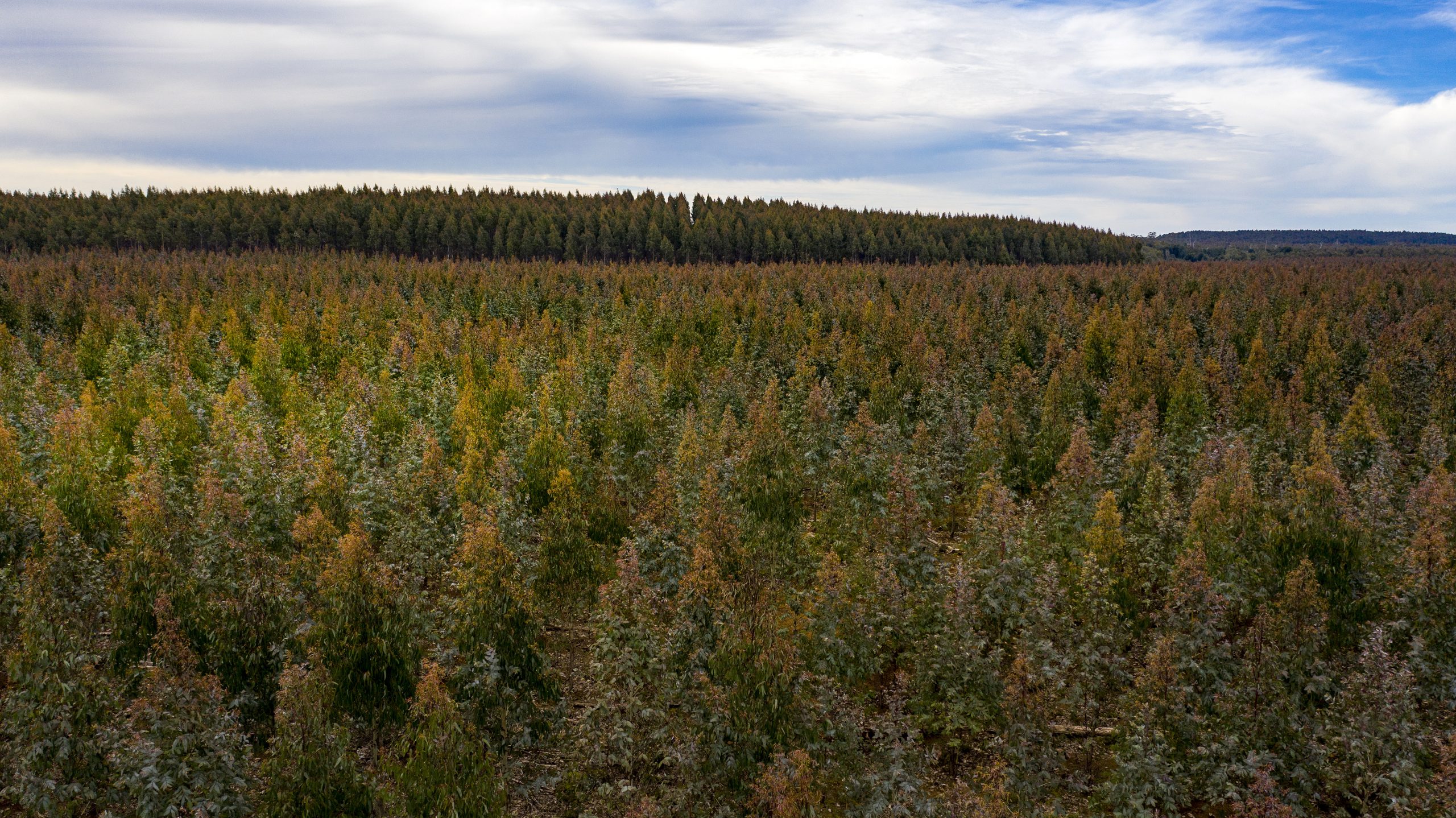 Carbon Capture a Positive for Sustainable Forests 1