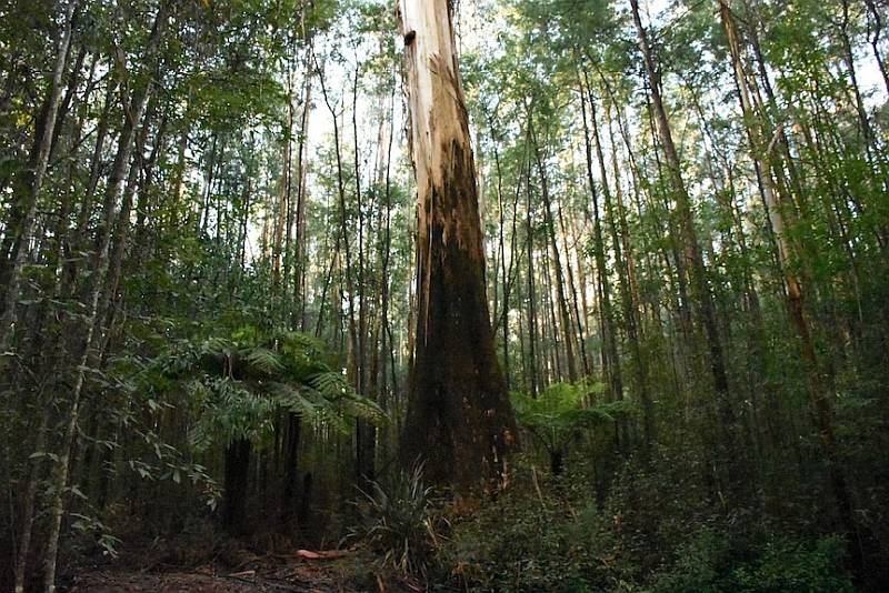 BBF: 'Logging Industry still Struggling to Justify Native Forest Destruction' 1 BBF: 'Logging Industry still Struggling to Justify Native Forest Destruction' 1
