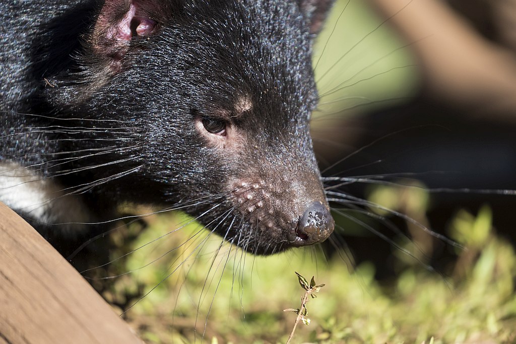 Tasmanian Devil Joeys Born on Mainland Australia 3 Tasmanian Devil Joeys Born on Mainland Australia 3