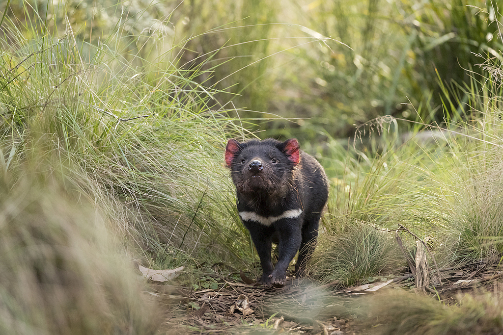 Tasmanian Devil Joeys Born on Mainland Australia 4 Tasmanian Devil Joeys Born on Mainland Australia 4