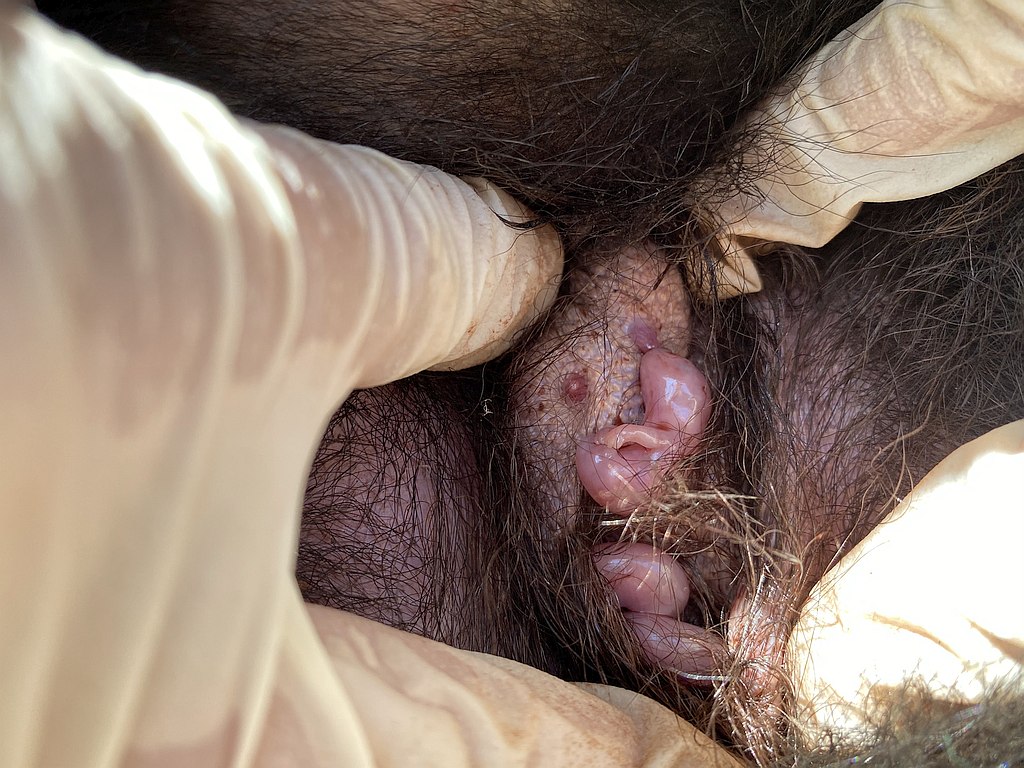 Tasmanian Devil Joeys Born on Mainland Australia 2 Tasmanian Devil Joeys Born on Mainland Australia 2