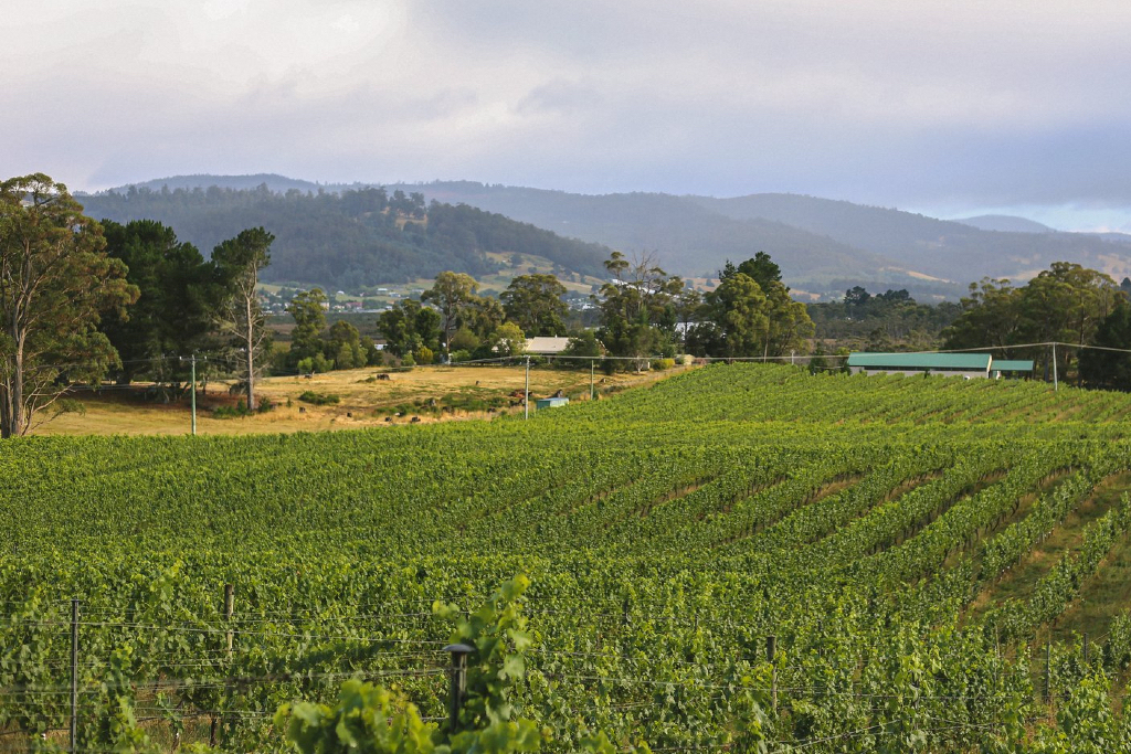 Top New Act for Veteran Vineyard 15