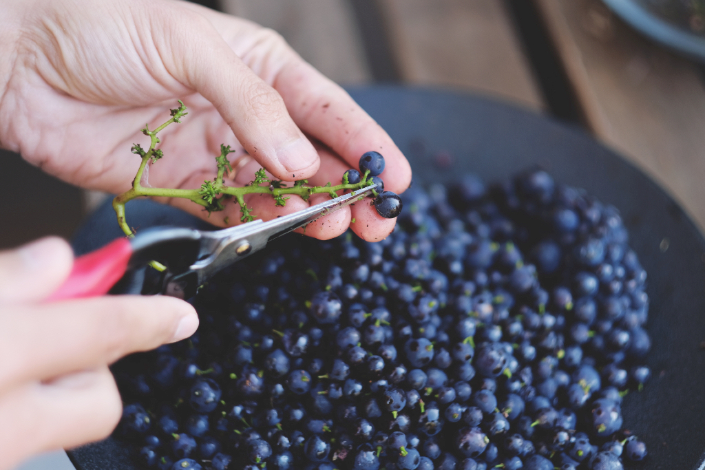 Unique Remedy for Out-of-sorts Wine Mates 18