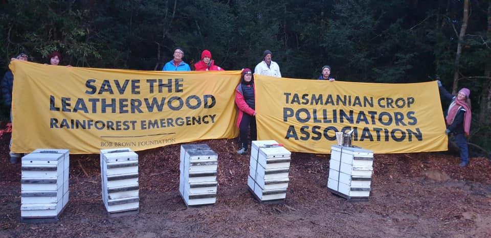 Crop Pollinators Association Calls for Leatherwood Protection 4